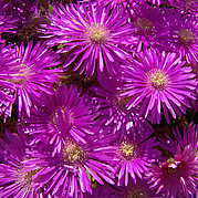 Wüstenblumen in Fuerteventura