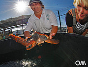 Schildkrötenaufszuchtsstation auf Fuerteventura