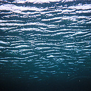 Unterwasserwelt auf Fuerte